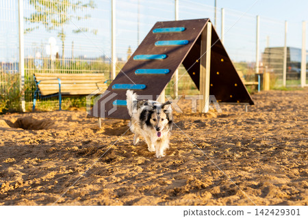 Small black and white dog running in outdoor agility park near wooden ramp under warm sunlight, with dog, puppy, canine, agility detail, showing running, sprinting, active, playful context Small black and white dog running in outdoor agility park near wooden ramp under warm sunlight, with dog, puppy, canine, agility detail, showing running, sprinting, active, playful context 142429301