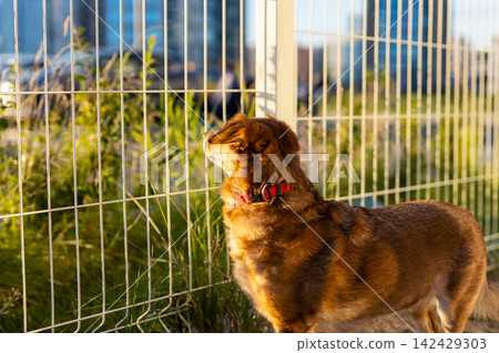 Golden brown dog standing by metal fence looking toward city skyline at sunset with warm side lighting and red collar, with dog, canine, pet, collar detail, showing redcollar, goldenfur, brownfur Golden brown dog standing by metal fence looking toward city skyline at sunset with warm side lighting and red collar, with dog, canine, pet, collar detail, showing redcollar, goldenfur, brownfur 142429303