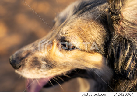 Closeup profile of medium coat dog panting in warm golden light with textured fur and focused eye, with dog, canine, pet, profile detail, showing closeup, portrait, fur, coat context Closeup profile of medium coat dog panting in warm golden light with textured fur and focused eye, with dog, canine, pet, profile detail, showing closeup, portrait, fur, coat context 142429304