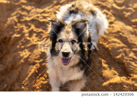 Happy fluffy mixed breed dog sitting on sunlit sandy ground looking up with tongue out, with dog, canine, pet, mixedbreed detail, showing fluffy, fur, coat, sand context Happy fluffy mixed breed dog sitting on sunlit sandy ground looking up with tongue out, with dog, canine, pet, mixedbreed detail, showing fluffy, fur, coat, sand context 142429306