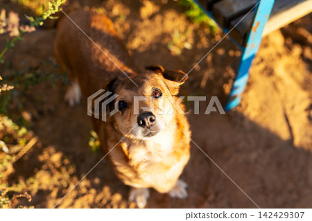Small brown mixed-breed dog looking up under warm golden sunlight in backyard, with dog, pet, canine, mixedbreed detail, showing brown, portrait, lookingup, attention context Small brown mixed-breed dog looking up under warm golden sunlight in backyard, with dog, pet, canine, mixedbreed detail, showing brown, portrait, lookingup, attention context 142429307