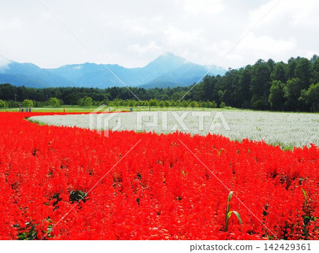 Nagano Prefecture: A field of red and white salvia flowers, August. Nagano Prefecture: A field of red and white salvia flowers, August. 142429361