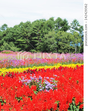 Nagano Prefecture: Colorful flower fields, August Nagano Prefecture: Colorful flower fields, August 142429362