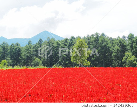Nagano Prefecture: A field of red flowers and the Yatsugatake Mountains, August. Nagano Prefecture: A field of red flowers and the Yatsugatake Mountains, August. 142429363