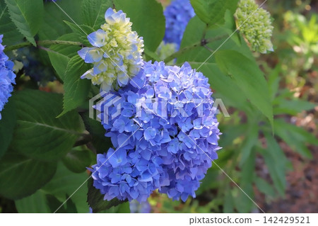 開花在初夏公園的藍色八仙花屬花 開花在初夏公園的藍色八仙花屬花 142429521