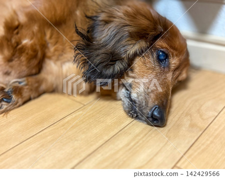 一隻長毛臘腸犬舒服地睡在木地板上。 一隻長毛臘腸犬舒服地睡在木地板上。 142429566