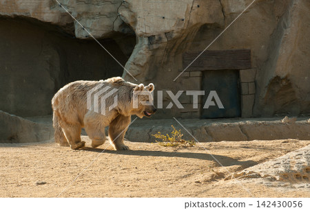 Brown bear Brown bear 142430056