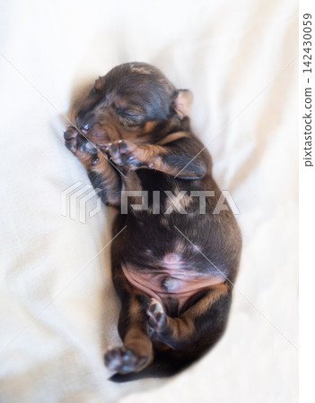 Tiny newborn dachshund puppy sleeping on a soft light blanket. Tiny newborn dachshund puppy sleeping on a soft light blanket. 142430059