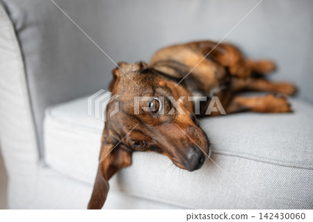 Brown and black dachshund dog lying on a light gray couch with a relaxed posture, showcasing its expressive eyes and soft fur in a cozy indoor setting Brown and black dachshund dog lying on a light gray couch with a relaxed posture, showcasing its expressive eyes and soft fur in a cozy indoor setting 142430060