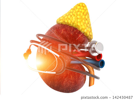 Human kidney with Stethoscope Human kidney with Stethoscope 142430487