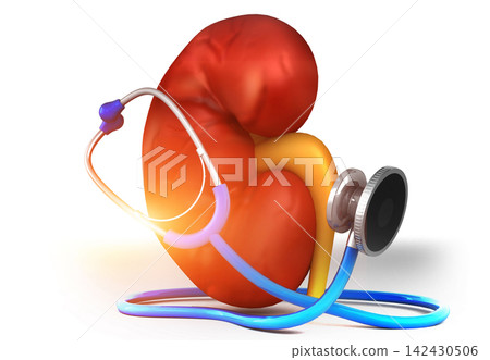 Human kidney with Stethoscope Human kidney with Stethoscope 142430506