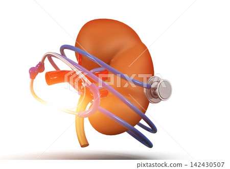 Human kidney with Stethoscope Human kidney with Stethoscope 142430507