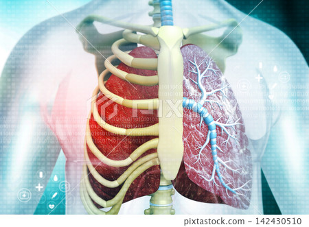 Human body with respiratory system, lungs anatomy Human body with respiratory system, lungs anatomy 142430510