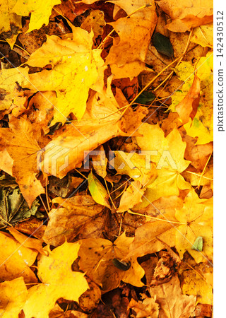 Yellow and Orange Maple Leaves on the Ground. Autumn Nature Background Yellow and Orange Maple Leaves on the Ground. Autumn Nature Background 142430512