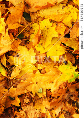 Yellow and Orange Maple Leaves on the Ground. Autumn Nature Background Yellow and Orange Maple Leaves on the Ground. Autumn Nature Background 142430513