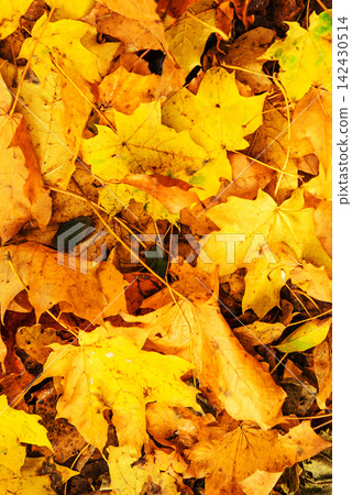 Yellow and Orange Maple Leaves on the Ground. Autumn Nature Background Yellow and Orange Maple Leaves on the Ground. Autumn Nature Background 142430514