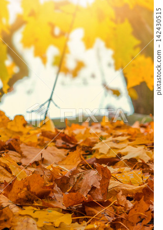 Yellow and Orange Maple Leaves on the Ground. Autumn Nature Background Yellow and Orange Maple Leaves on the Ground. Autumn Nature Background 142430515