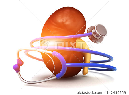 Human kidney With Stethoscope on a white background Human kidney With Stethoscope on a white background 142430539