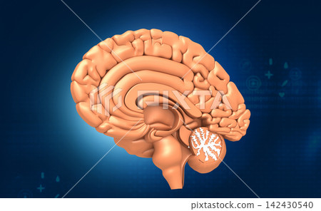 Cross section of brain 142430540