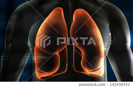 Human body with respiratory system, lungs anatomy Human body with respiratory system, lungs anatomy 142430541