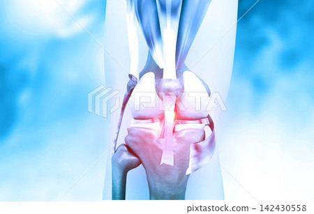 Anatomy of human knee Anatomy of human knee 142430558