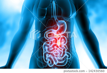 Human body digestive system anatomy Human body digestive system anatomy 142430560
