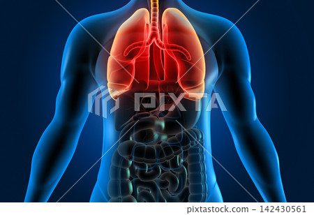 Human body with respiratory system, lungs anatomy 142430561