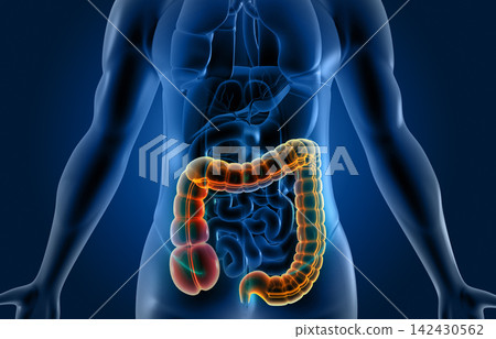 Human body digestive system anatomy Human body digestive system anatomy 142430562