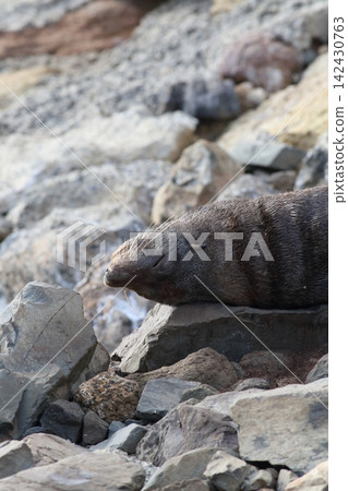 紐西蘭毛皮海獅在新西蘭南島的岩石上休息 142430763