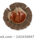 Watercolor-style illustration of an open chestnut burr 142430847