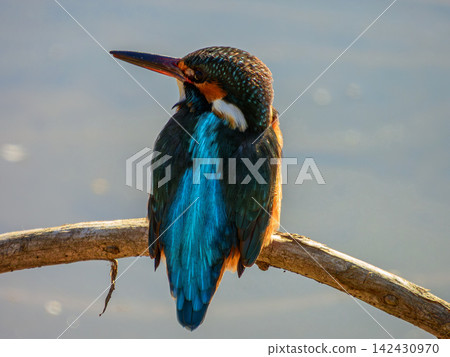 A kingfisher perched on a branch by the water's edge. A kingfisher perched on a branch by the water's edge. 142430970