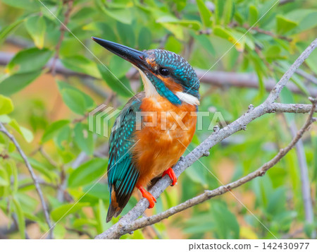 Kingfisher perching on a branch Kingfisher perching on a branch 142430977