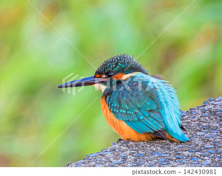 Kingfisher aiming for prey 142430981