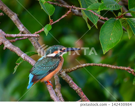 翠鳥棲息在樹枝上 翠鳥棲息在樹枝上 142430984