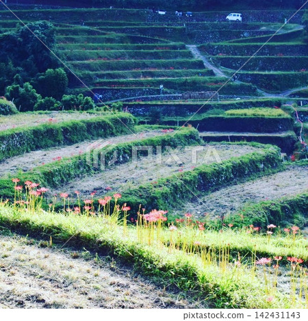 Stone walls of terraced rice fields adorned with spider lilies (Ukiha City, Fukuoka Prefecture) Stone walls of terraced rice fields adorned with spider lilies (Ukiha City, Fukuoka Prefecture) 142431143