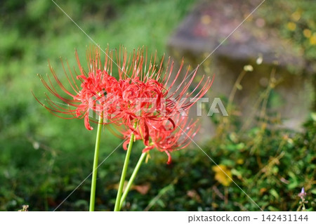 Red spider lilies blooming in the Tsuzura rice terraces (Ukiha City, Fukuoka Prefecture) Red spider lilies blooming in the Tsuzura rice terraces (Ukiha City, Fukuoka Prefecture) 142431144