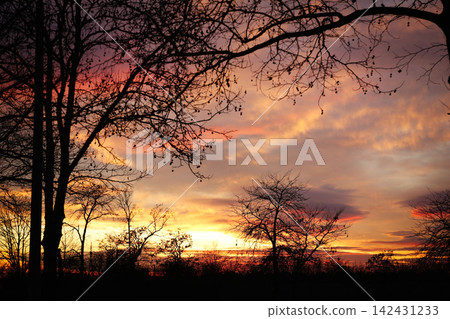 Silhouettes of trees outdoors in evening. Beautiful twilight sky Silhouettes of trees outdoors in evening. Beautiful twilight sky 142431233