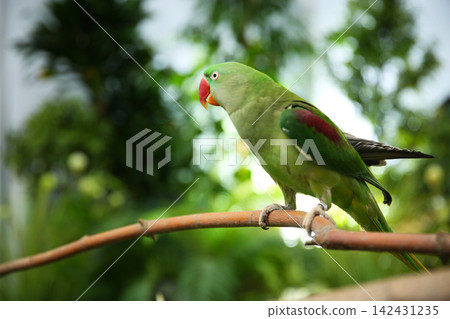 Beautiful Alexandrine Parakeet on tree branch outdoors Beautiful Alexandrine Parakeet on tree branch outdoors 142431235