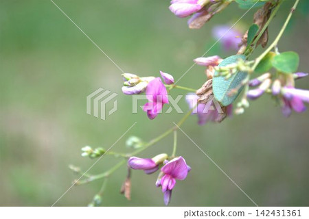 The seven autumn flowers, the bush clover flower The seven autumn flowers, the bush clover flower 142431361