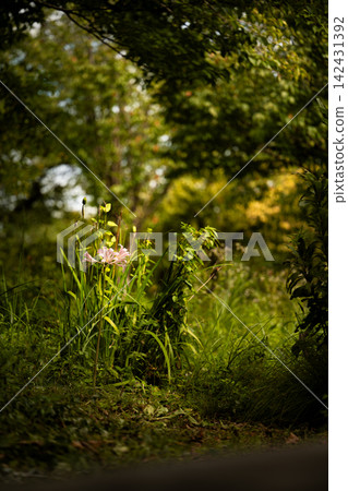 A single summer daffodil blooming in the twilight forest, bathed in dappled sunlight. A single summer daffodil blooming in the twilight forest, bathed in dappled sunlight. 142431392