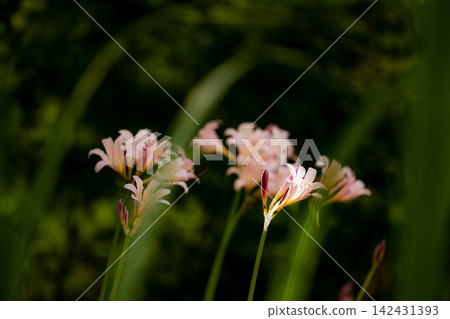 Pink summer daffodils blooming naturally in early autumn Pink summer daffodils blooming naturally in early autumn 142431393