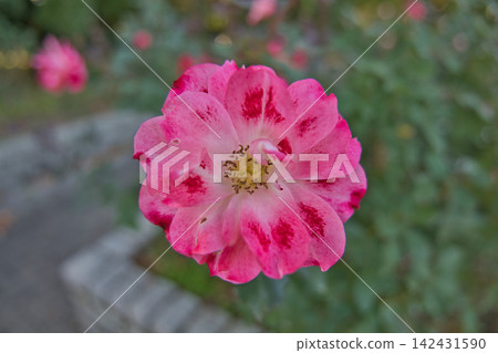 Rose with red and pink Rose with red and pink 142431590