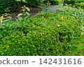 公園裡無人照顧的植物 142431616