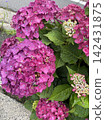 Hydrangea wet in the rain 142431875