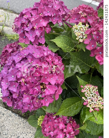 Hydrangea wet in the rain Hydrangea wet in the rain 142431875
