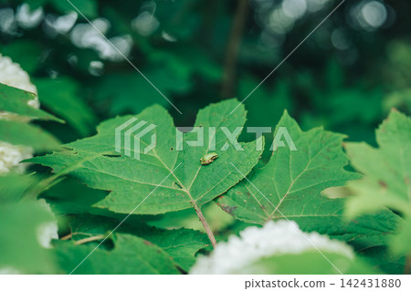 A frog perched on a hydrangea flower blooming in the shade. A frog perched on a hydrangea flower blooming in the shade. 142431880