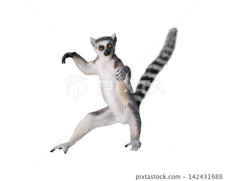 lemur isolated on white background 142431988