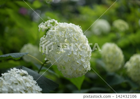 White hydrangeas and green leaves, a refreshing natural scene of early summer. White hydrangeas and green leaves, a refreshing natural scene of early summer. 142432106