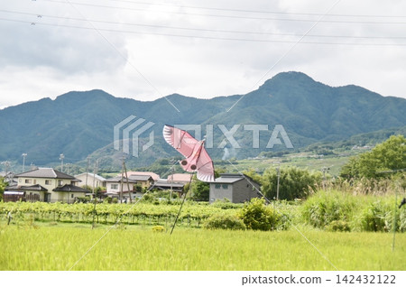 鳥形風箏，可以保護稻稈免受有害鳥類的侵害。 142432122