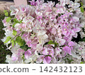 A background of pale pink and white bougainvillea flowers. 142432123